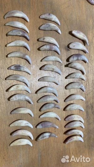 Клыки волка