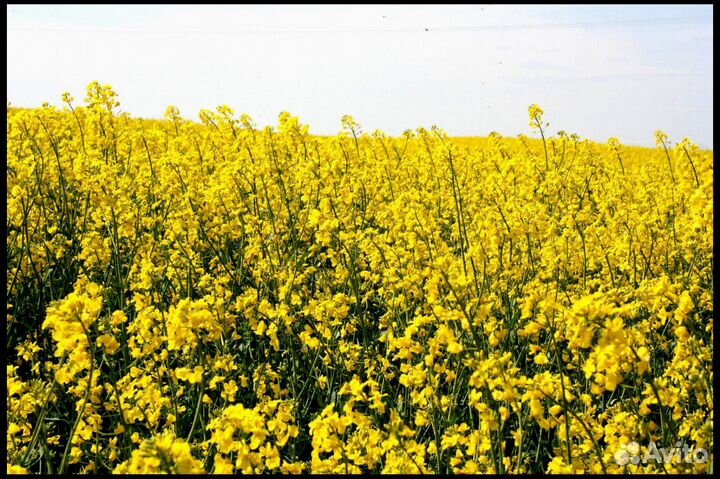 Горчица Желтая, семена от производителя