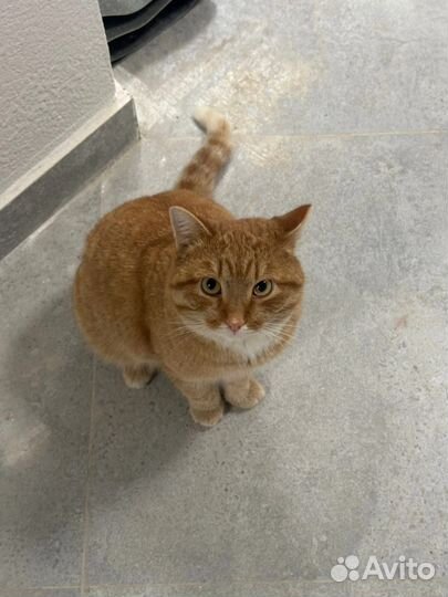 Бездомный котик ищет семью