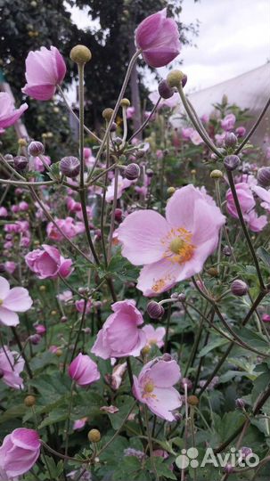 Анемона японская