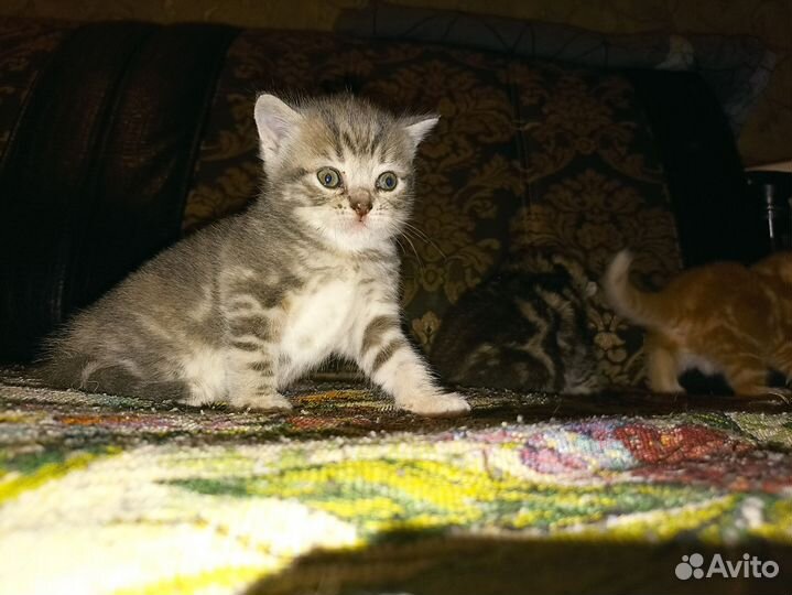 Шотландская