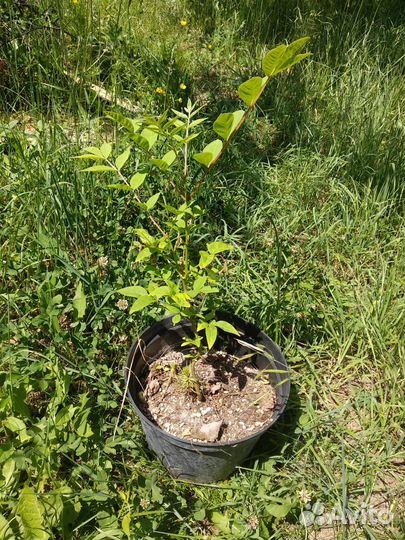 Черный, грецкий орехи, бархат, гинкго саженцы