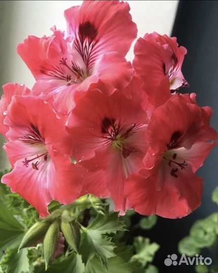 Королевская пеларгония(герань),есть цветущая