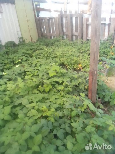 Саженцы ежевики: бжезина, чечанка, лах мэри