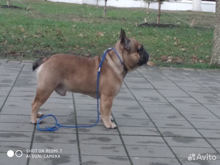 Вязка собак