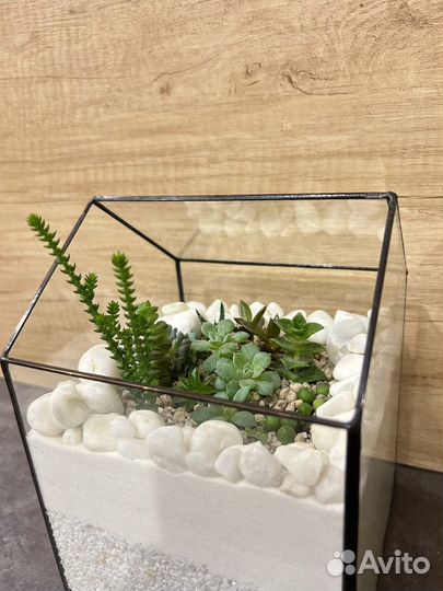 Флорариум/ Подарок/ Цветы/ Букет/Суккуленты/Кактус