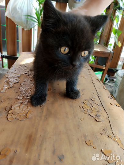 Кошка в дар