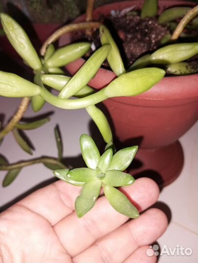 Седум Нуссбаумера