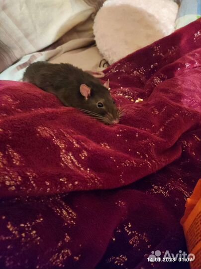 Крыса с клеткой