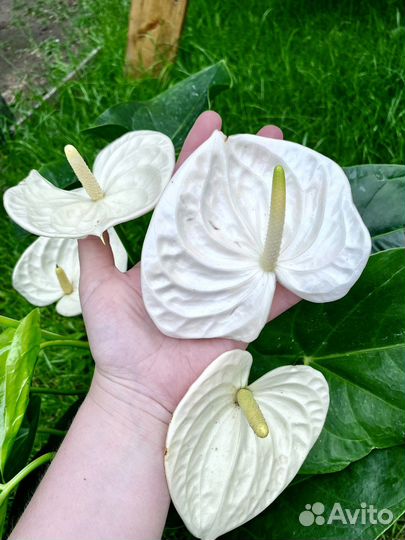 Антуриум Аляска