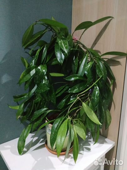 Хойи большие сильвер и карноза