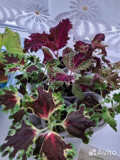 Колеусы вегетативные