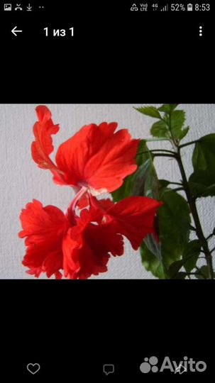 Сортовые гибискусы
