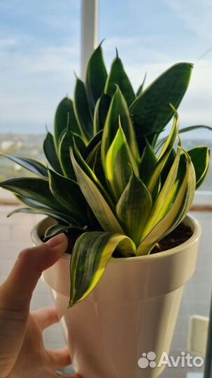 Сансевиерия ханни