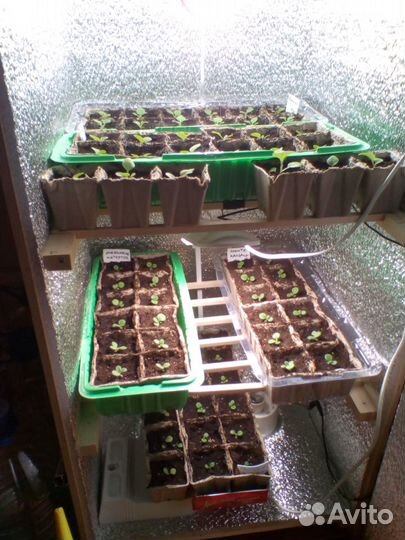 Семена табака