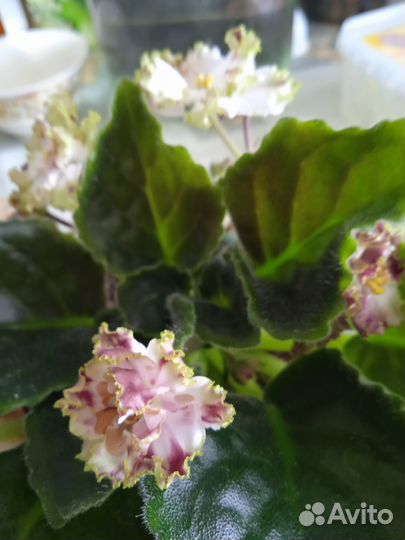 Продам листики от сортовых красивых фиалок