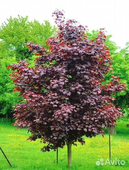 Клен декоративный