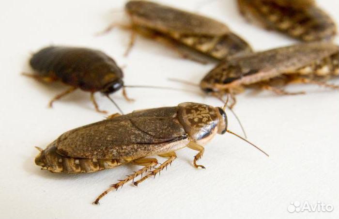 Мраморный таракан (заморозка)