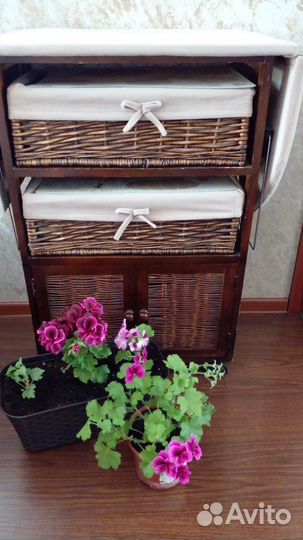 Королевская пеларгония герань