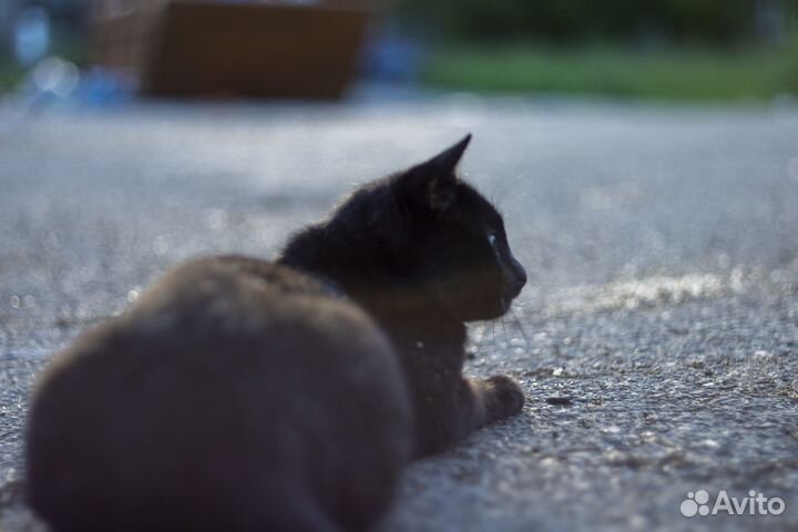 Nikon D3100 + объектив Гелиос-81н