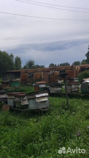 Пасека, пчёлы, инвентарь