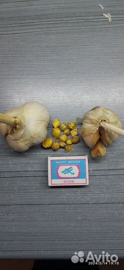 Чеснок рокамболь