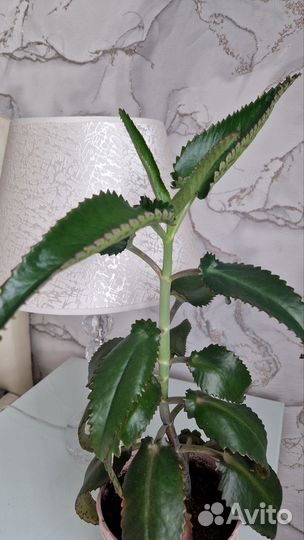 Каланхоэ лечебное