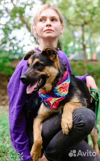 Корица - собака для семьи