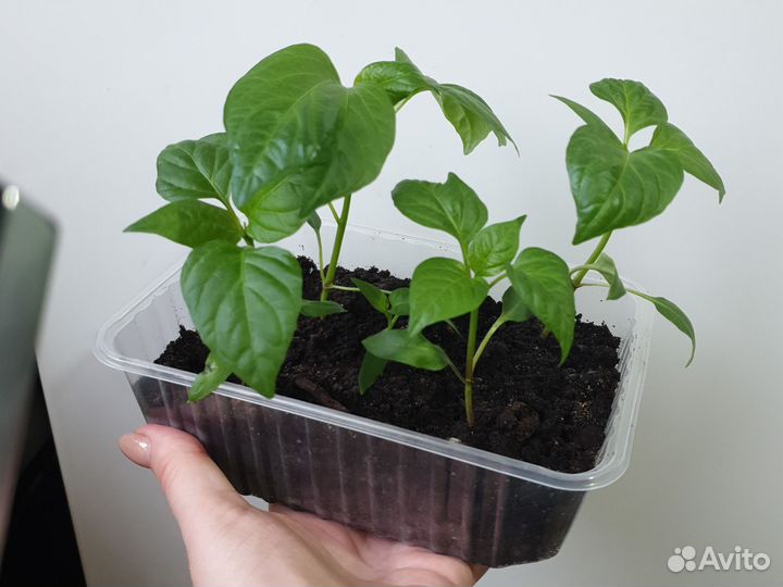 Рассада перцев