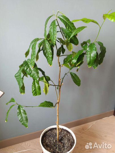 Лимонное дерево