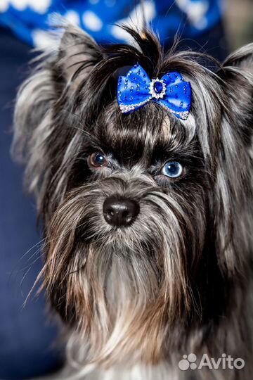 Йоркширский терьер