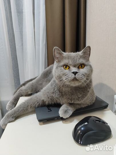 Британские котята