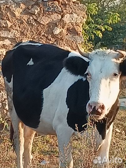 Первотёлка