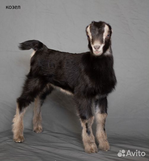 Ламанча козы