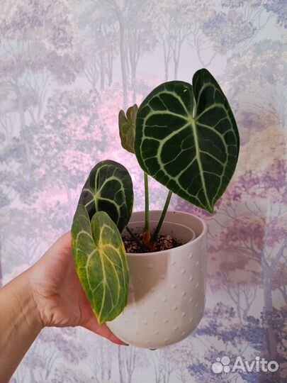 Антуриум кларинервиум