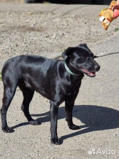 Метис Лабрадора