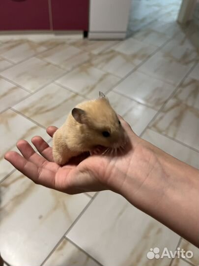 Сирийский хомяк