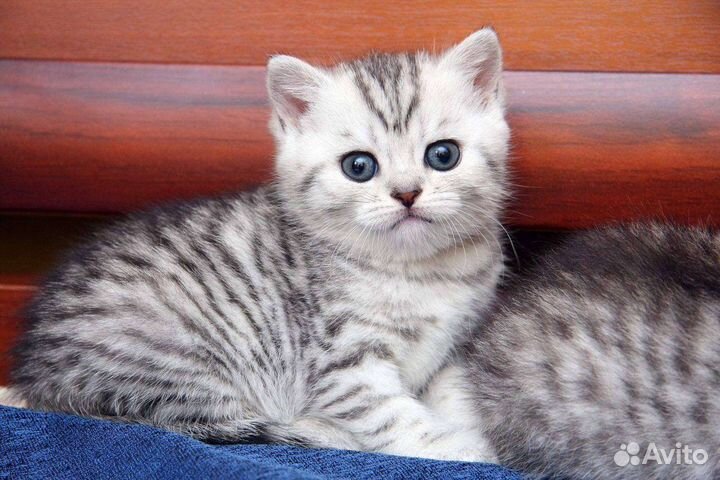 Шотландские котята, Вискас
