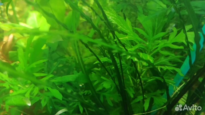 Аквариумное растение