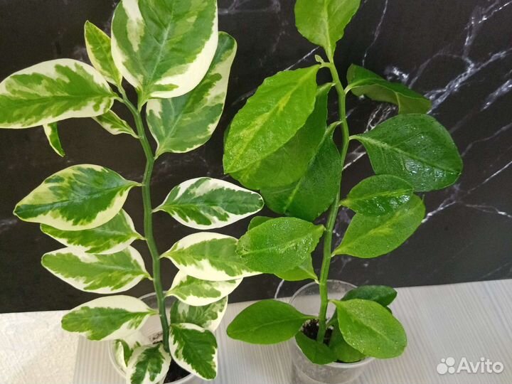 Педилантус