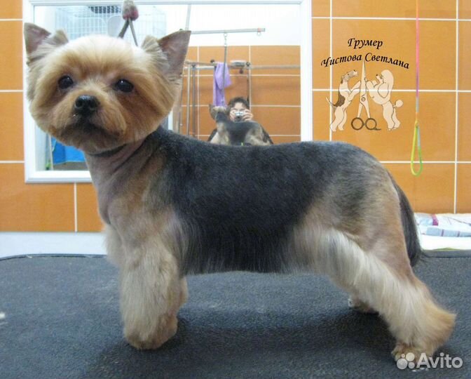 Стрижка собак