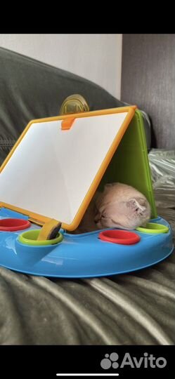 Шотландский вислоухий котенок