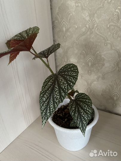 Бегония разная