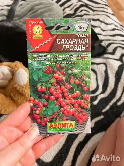 Рассада помидор черри