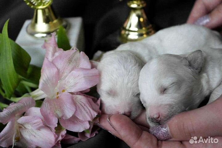 Бишон фризе щеночки