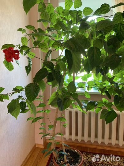 Гибискус китайская роза