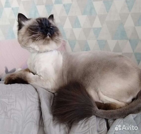 Стрижка собак и кошек. Возможен выезд на дом