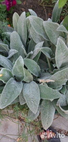 Почвопокровные растения многолетние