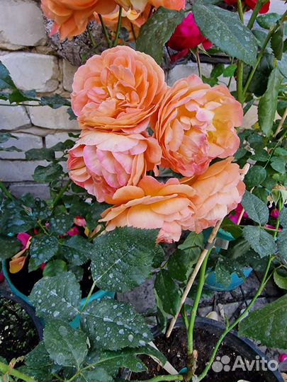 Роза премиум класса