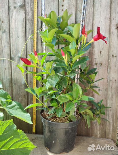 Дипладения